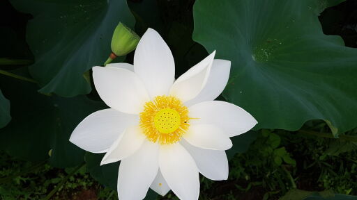하얀 꽃잎에 노란 수술이 예쁜 연꽃 