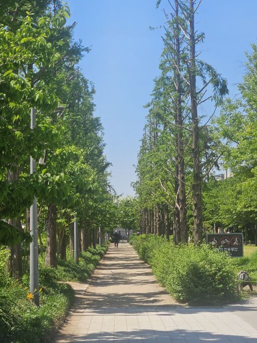메타세콰이어 가로수 길