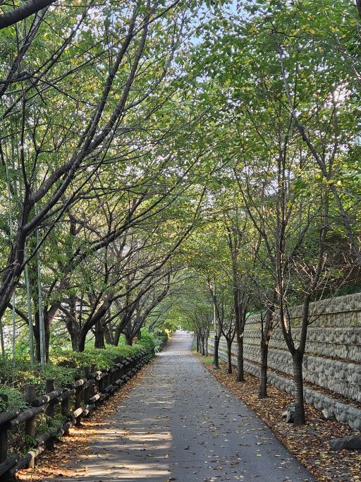 산책하기 좋은 가로수 길. 판교 금토천 길