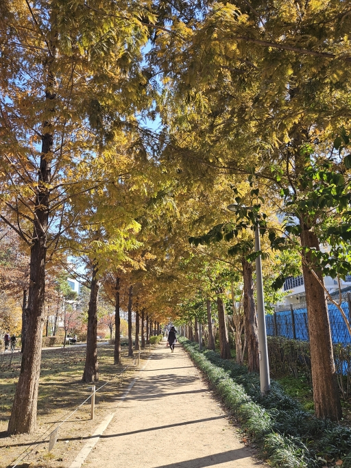 나무길
