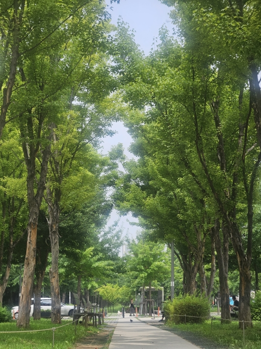 공원 내 나무가 그늘진 길