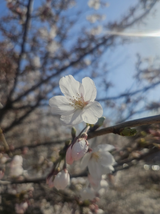 벚꽃