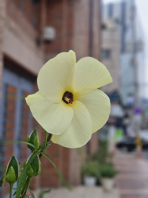도시 배경의 흰 꽃