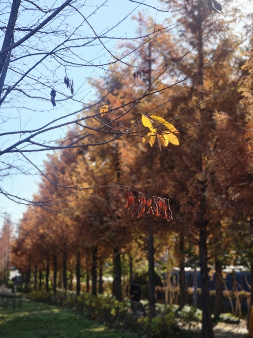 가을 숲