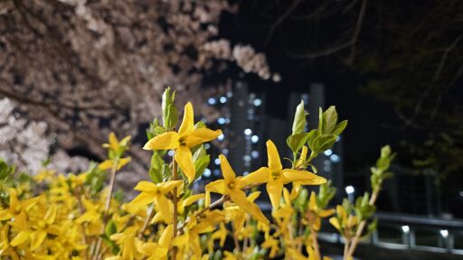 야간 벚꽃길에 만난 개나리 꽃 